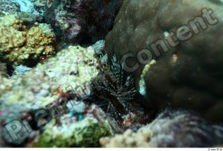 Underwater life 0062